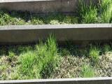 image of grave number 846182